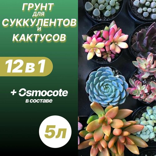 Грунт для кактусов и суккулентов 5л / Бионика фотография