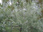 Photo Pendulous willow-leaved pear, Weeping silver pear, silvery