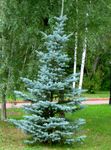 Photo Colorado Blue Spruce, light blue