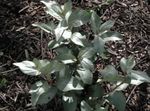 Photo Silver Buffaloberry, dark green