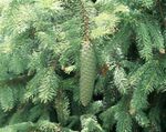 Photo Douglas Fir, Oregon Pine, Red Fir, Yellow Fir, False Spruce, light blue