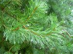 Photo Pine, green