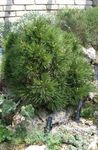 Photo Pine, dark green