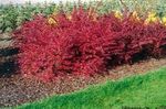 Photo Barberry, Japanese Barberry, red