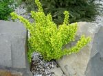 Photo Barberry, Japanese Barberry, yellow