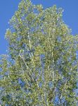Photo Cottonwood, Poplar, light green