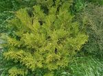 Photo Hiba, False Arborvitae, Japanese Elkhorn Cypress, light green
