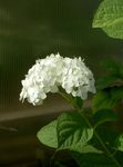 Photo Smooth Hydrangea, Wild Hydrangea, Sevenbark, white