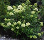 Photo Panicle Hydrangea, Tree Hydrangea, green