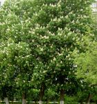 Photo Horse Chestnut, Conker Tree, white