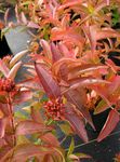 Foto Sydlige Bush Kaprifolium, Mountain Bush Kaprifolium, gul