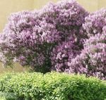 Photo Hungarian Lilac, lilac