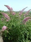 Photo Butterfly Bush, Summer Lilac, pink