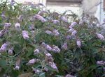 Photo Butterfly Bush, Summer Lilac, lilac