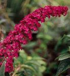 Photo Butterfly Bush, Summer Lilac, red