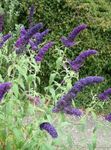 Photo Butterfly Bush, Summer Lilac, dark blue