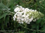 Photo Butterfly Bush, Summer Lilac, white