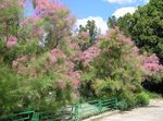 Photo Tamarisk, Athel tree, Salt Cedar, pink