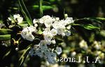 Photo Calico bush, Laurel, Kalmia, white