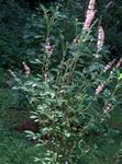 Photo Sweet pepper bush, Summersweet, pink