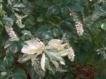 Photo Sweet pepper bush, Summersweet, white