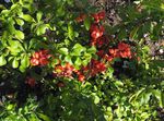 Photo Flowering quince, red