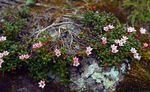 Photo Trailing azalea, Alpine Azalea, pink
