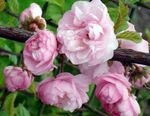 Photo Double Flowering Cherry, Flowering almond, pink