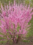 Photo Double Flowering Cherry, Flowering almond, pink