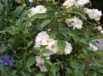 Photo Polyantha rose, white