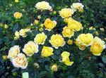 Photo Polyantha rose, yellow