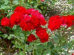Photo Polyantha rose, red
