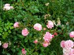 Photo Polyantha rose, pink