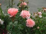 Photo Grandiflora rose, pink