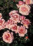Photo Grandiflora rose, pink