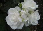 Photo Grandiflora rose, white