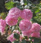 kuva Ruusu Rambler, Kiipeily Ruusu, pinkki
