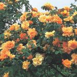 kuva Ruusu Rambler, Kiipeily Ruusu, oranssi