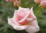 Photo Hybrid Tea Rose, pink