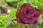Photo Hybrid Tea Rose, burgundy