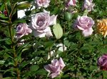 Photo Hybrid Tea Rose, lilac