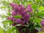 Photo Common Lilac, French Lilac, burgundy