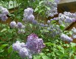 Photo Common Lilac, French Lilac, lilac
