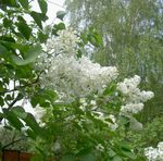 Photo Common Lilac, French Lilac, white