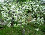 Photo Prunus, plum tree, white