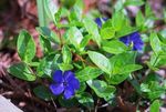 Photo Common Periwinkle, Creeping Myrtle, Flower-of-Death, blue