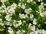 Photo Wax Begonias, white