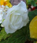 Photo Wax Begonia, Tuberous Begonia, white