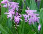 Photo Ground Orchid, The Striped Bletilla, lilac