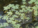 Photo Water Primrose, Marsh Purslane, Marsh Seedbox, green